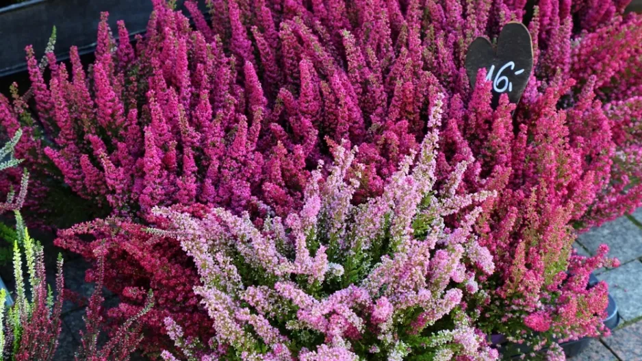 Vřesovec (Erica) 