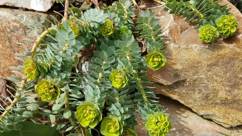 Pryšec myrtovitý (Euphorbia myrsinites)