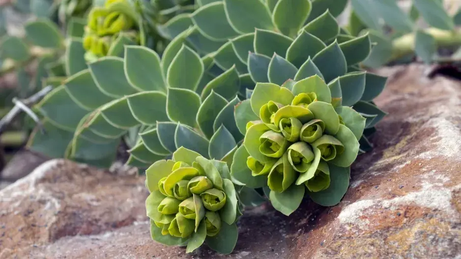 Pryšec myrtovitý (Euphorbia myrsinites)