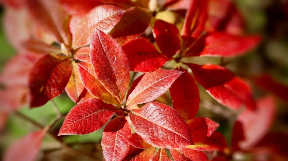 Rododendron na podzim  Rododendron na podzim