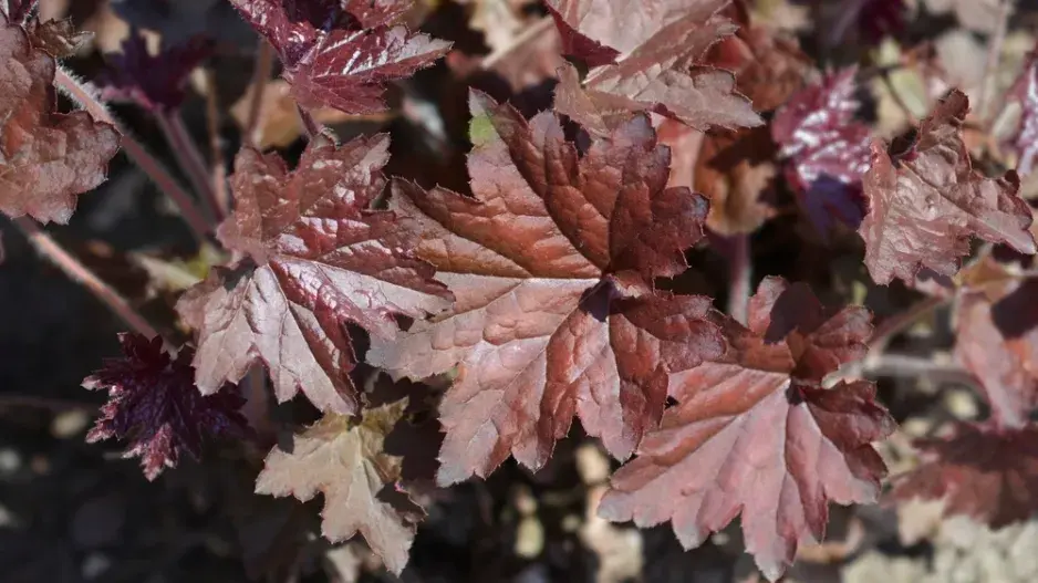 Dlužicha americká (Heuchera americana)