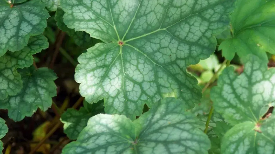 Dlužicha americká (Heuchera americana)