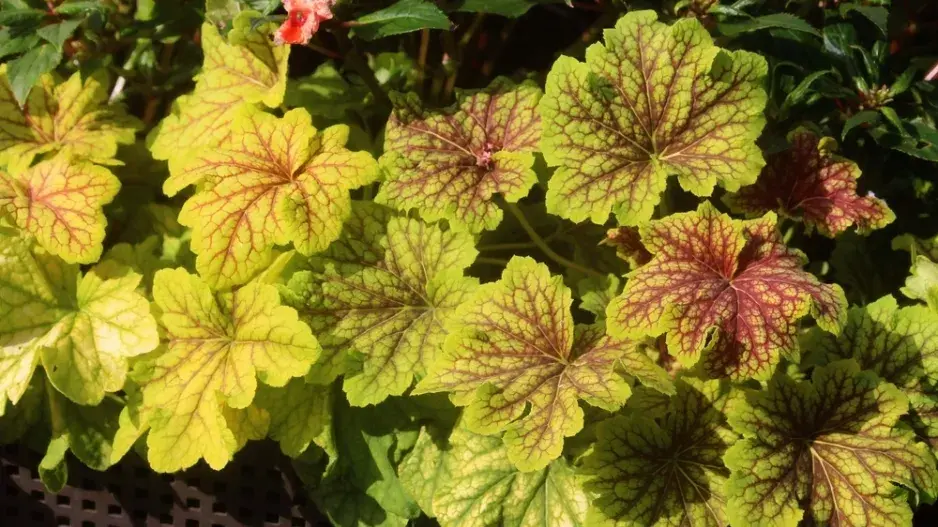 Stálezelené trvalky