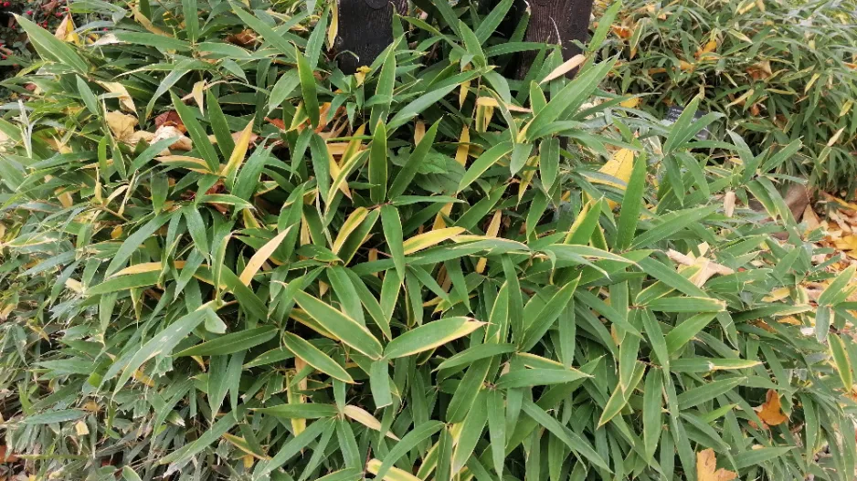 Méně známý zakrslý bambus