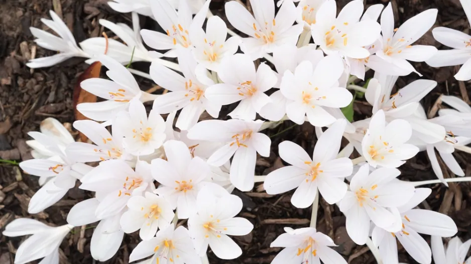 ocún byzantský (Colchicum byzantinum)