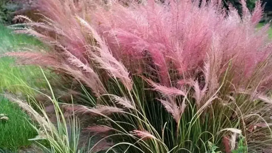 Okrasná tráva, která září jako červánky Okrasná tráva, která září jako červánky