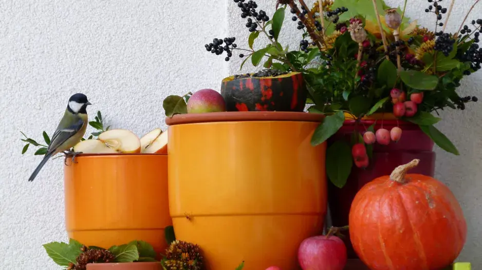 ptačí krmítko DIY