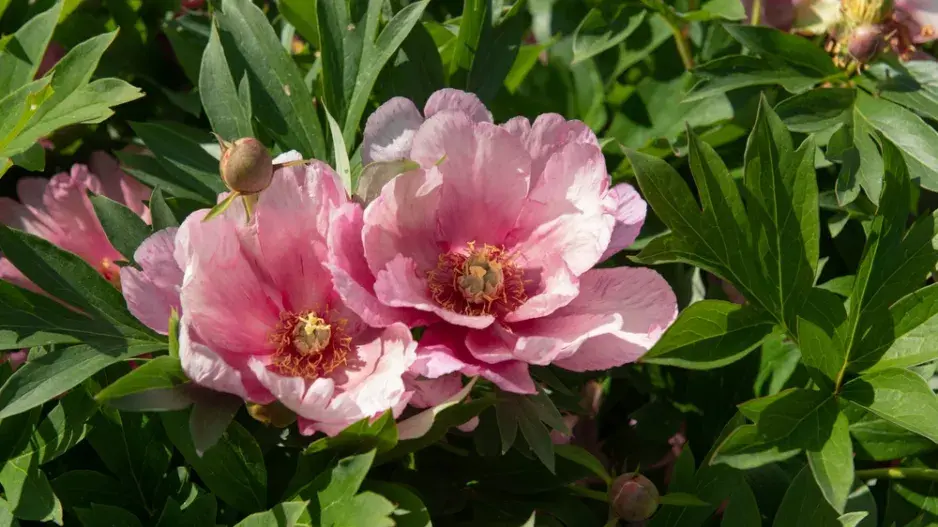 Pivoňka (Paeonia)