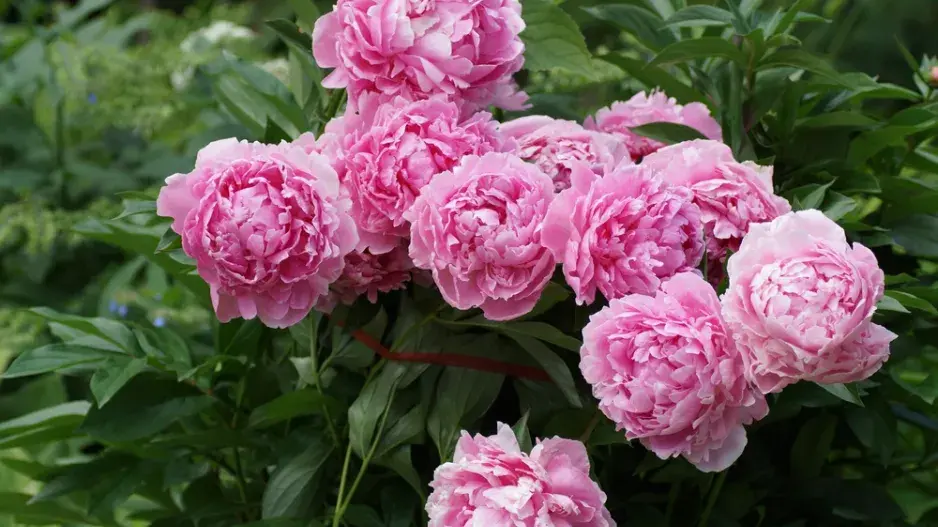 Pivoňka (Paeonia)