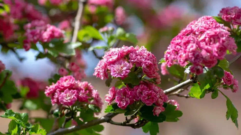 Hloh obecný (Crataegus laevigata) 