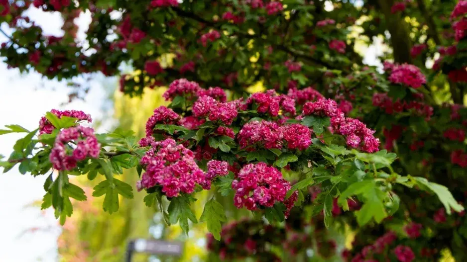 Hloh obecný (Crataegus laevigata) 