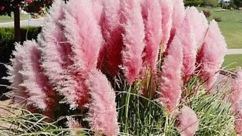 Okrasná tráva, která září jako červánky Okrasná tráva, která září jako červánky