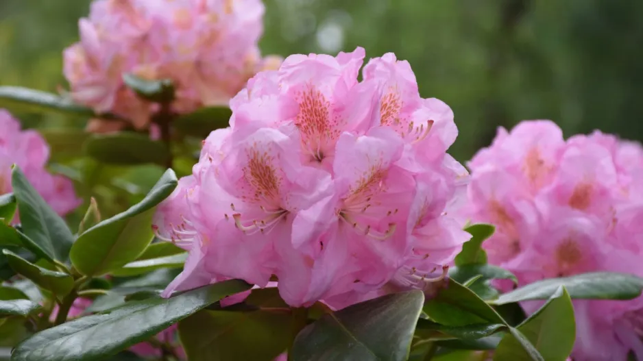Rododendron  Rododendron