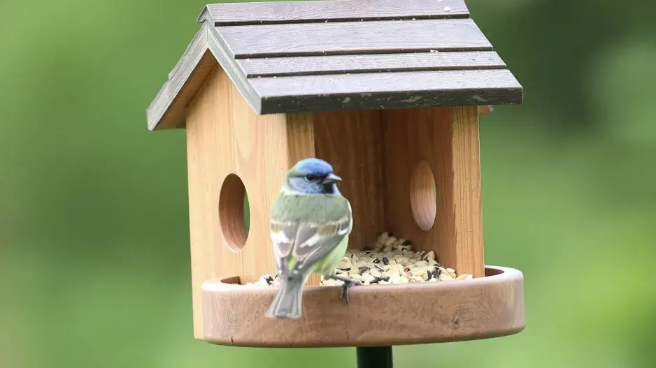 Je čas připravit ptačí krmítko