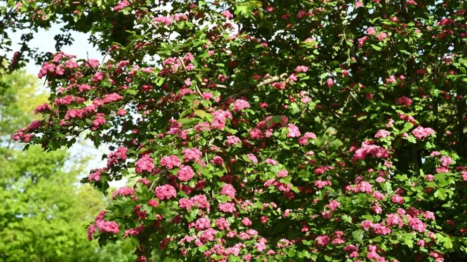Hloh obecný (Crataegus laevigata) 