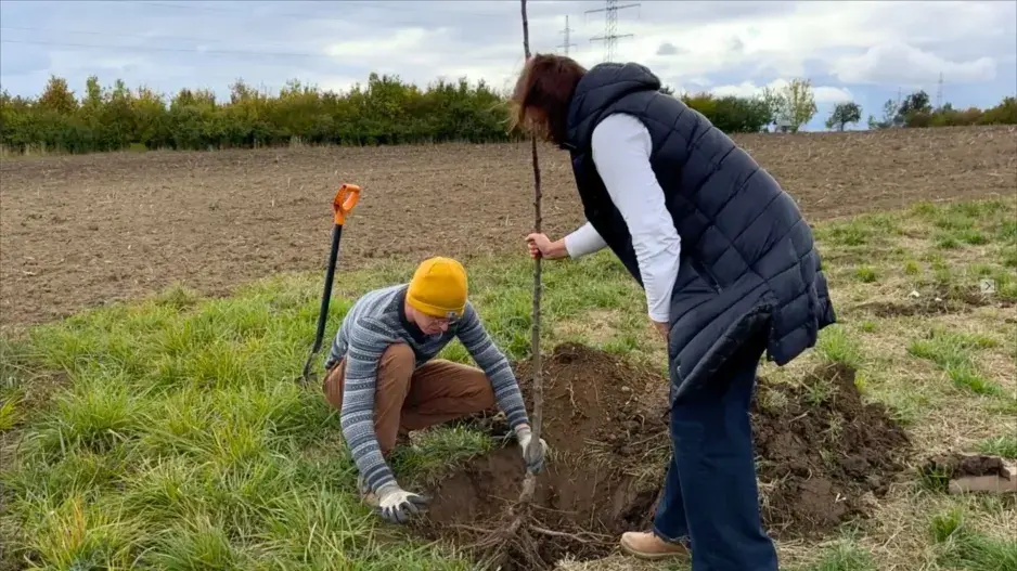 Podzimní výsadba stromů