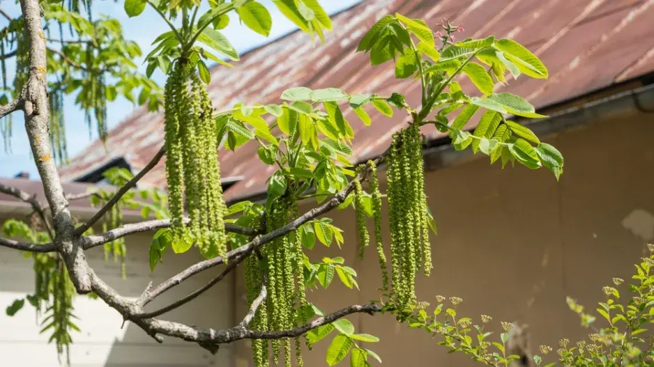 Ořešák japonský (Juglans ailantifolia)