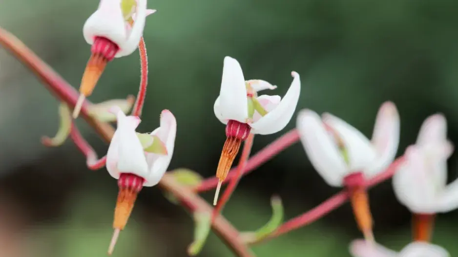Klikva velkoplodá (Vaccinium macrocarpon) 