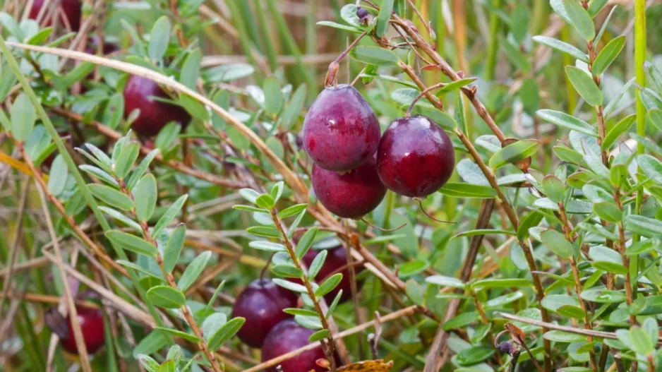 Klikva velkoplodá (Vaccinium macrocarpon) 