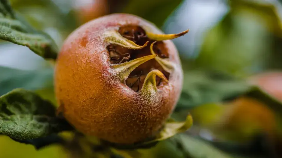 sklizeň až po přemrznutí