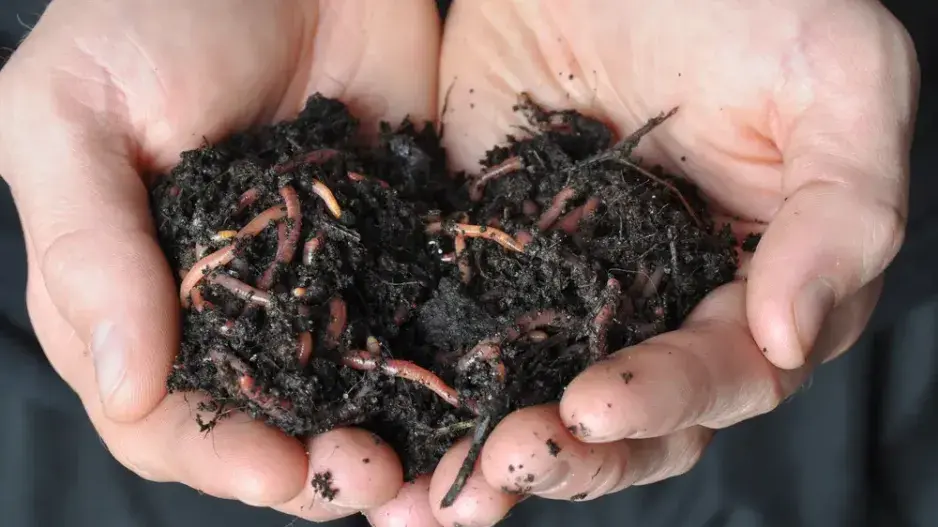 Rytí záhonů Rytí záhonů