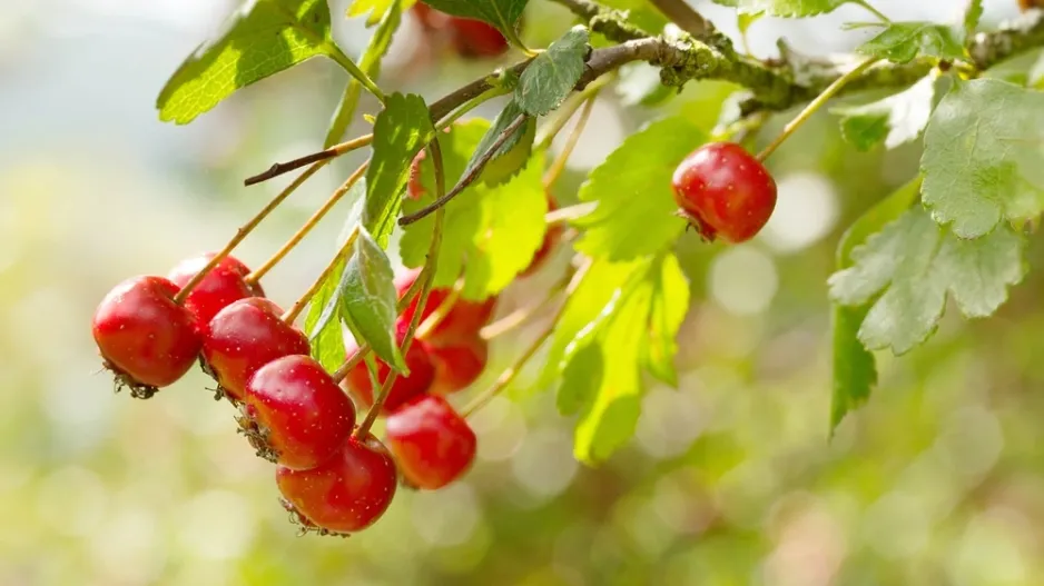Hloh obecný (Crataegus laevigata) 
