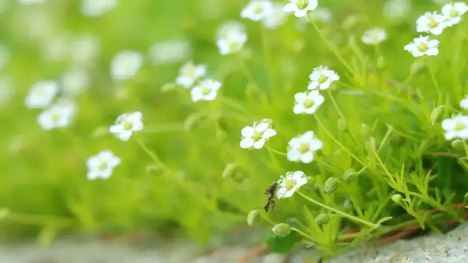 Nízká trvalka úrazník