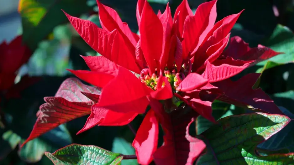 Kouzlo červených listů vánoční hvězdy