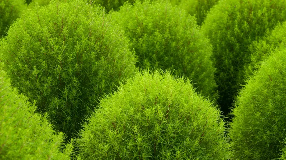 Kochia
