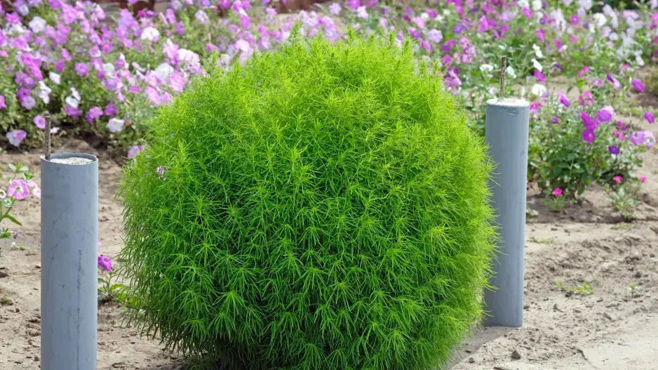 Kochia
