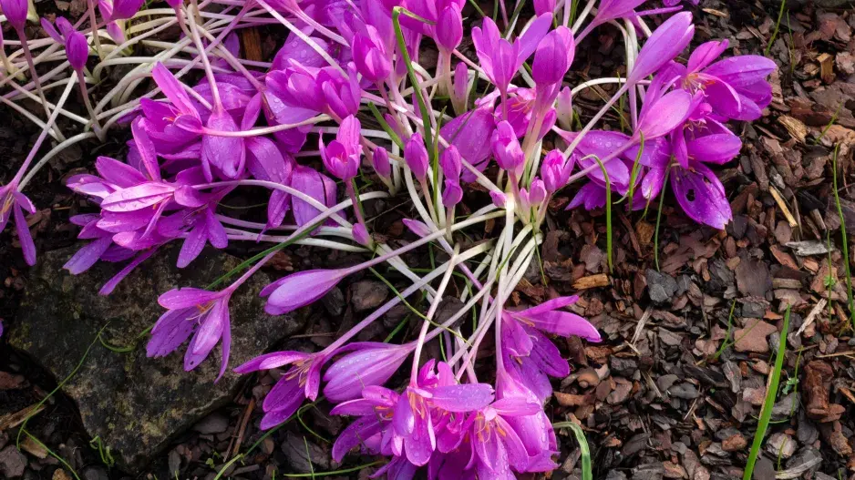 ocún byzantský (Colchicum byzantinum)