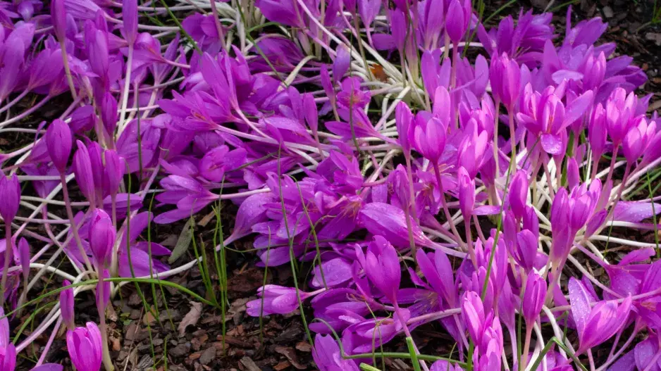 ocún byzantský (Colchicum byzantinum)