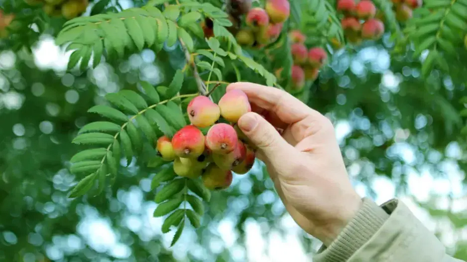 Méně tradiční ovocné druhy