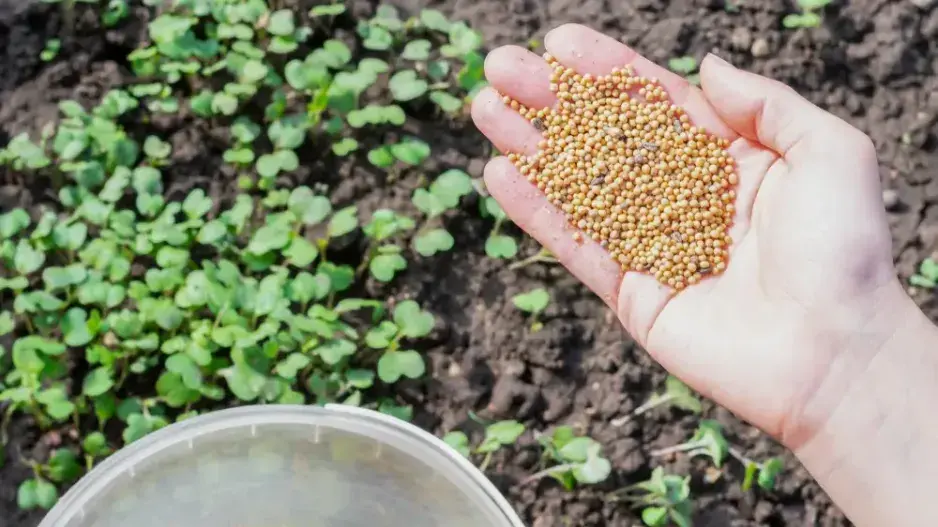 Prázdné záhony si zaslouží trochu podzimní péče