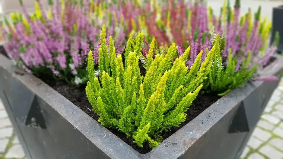 Osázení hrobů Osázení hrobů