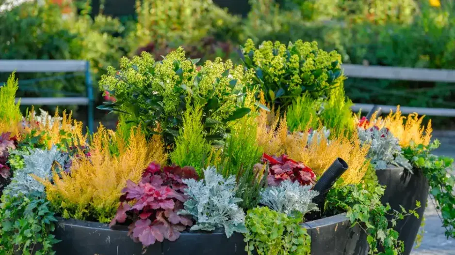 Pěstování rostlin v nádobách  Pěstování rostlin v nádobách