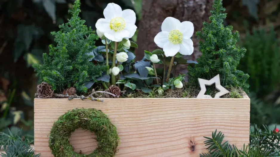 stálezelené rostliny stálezelené rostliny