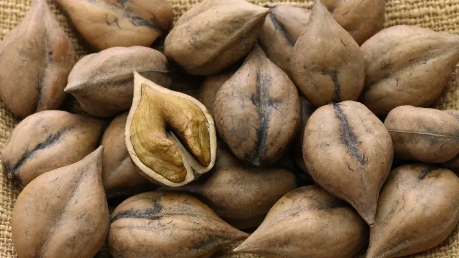 Ořešák japonský (Juglans ailantifolia)