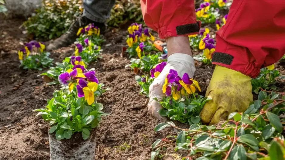 Osázení hrobů Osázení hrobů