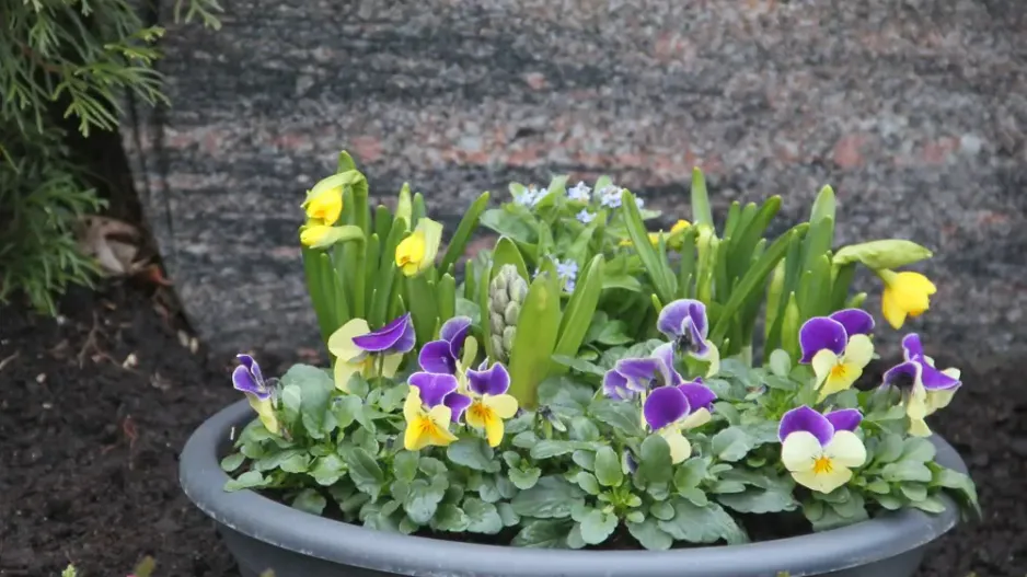 Osázení nádob na hroby Osázení nádob na hroby