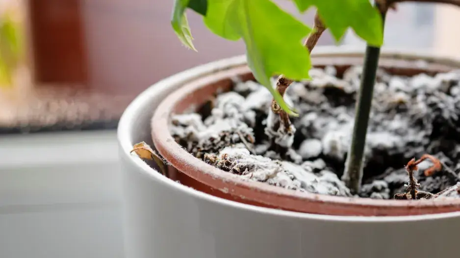 Zalévání pokojovek Zalévání pokojovek