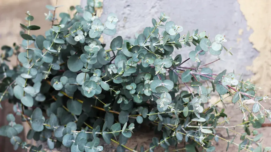 Eukalyptus