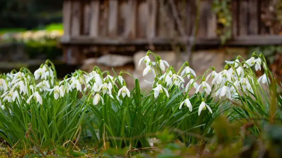 Sněženky (Galanthus) 