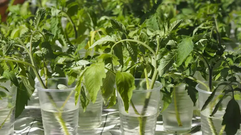 Pěstování rostlin z vlastních sazenic