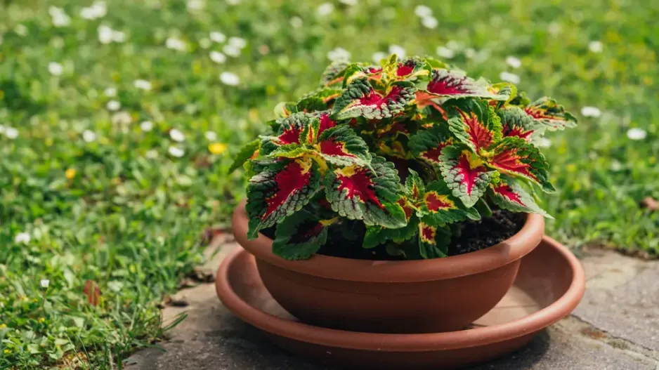 Pěstování rostlin v nádobách  Pěstování rostlin v nádobách