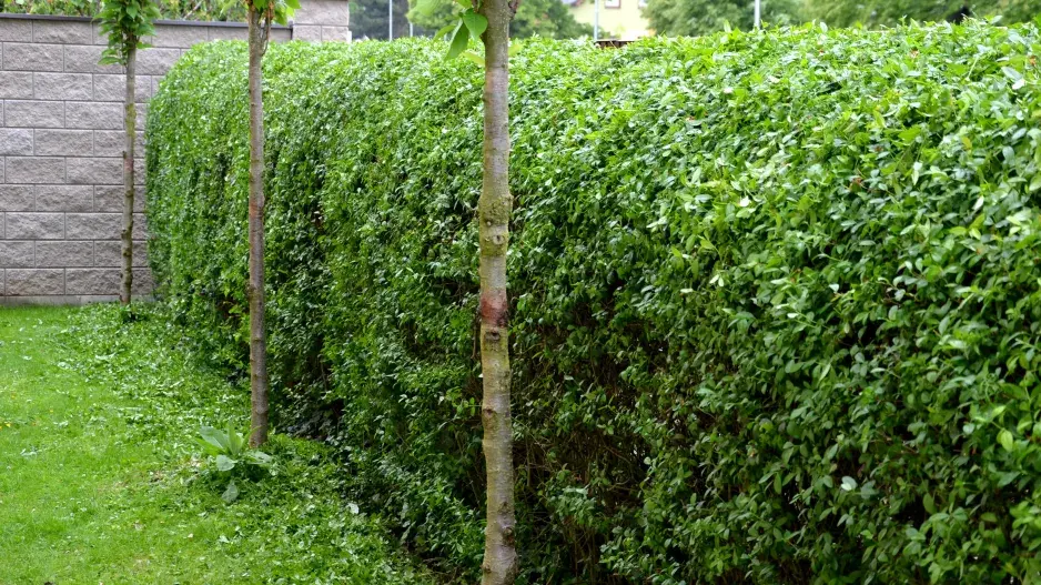 Živý plot