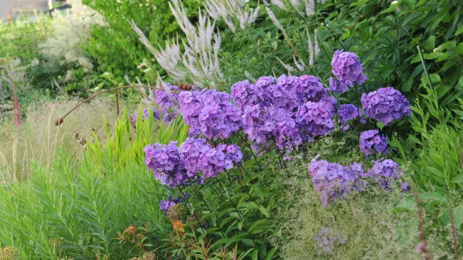 Plamenka latnatá (Phlox paniculata)