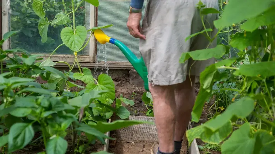 Houbové choroby Houbové choroby