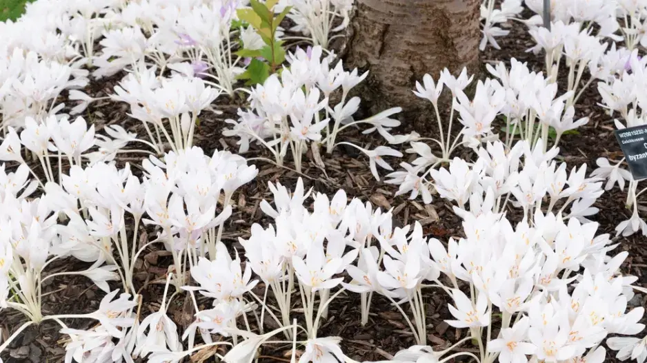 ocún byzantský (Colchicum byzantinum)