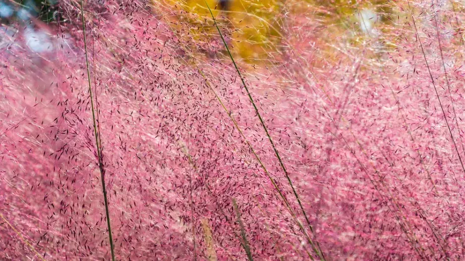Okrasná tráva, která září jako červánky Okrasná tráva, která září jako červánky
